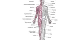 ¿Cuáles son los 10 principales músculos esqueléticos del Cuerpo Humano?