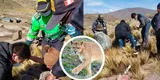 Arequipa: campesino se enfrenta a puma salvaje para defender a sus animales