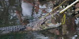 México: mujer fue devorada por un cocodrilo de más de tres metros de longitud
