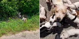Rescatan a perrita abandonada junto a sus 11 cachorros en medio de una carretera [VIDEO]