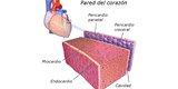 Sistema Muscular: ¿Cuáles son los músculos cardíacos?