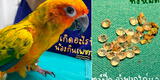 Loro 'asalta' joyero y se traga 21 diamantes: ave tuvo que ser sometida a una operación [FOTOS]