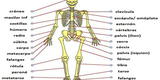 ¿Qué es el Sistema Esquelético? conoce sus funciones y de qué están compuestos los huesos