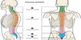 ¿Cuál es la función de la columna vertebral y cómo se clasifican las costillas?