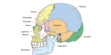 Conoce la importante función del cráneo y cuello en el Sistema Esquelético