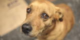 ‘Cuatro patas’: Congreso aprobó proyecto de ley que impulsa la esterilización de perros y gatos