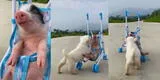 TikTok Viral: Perro pasea a cerdito en coche de muñeca y video enternece en redes sociales