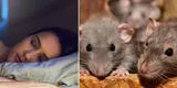 ¿Qué significa soñar con ratas vivas y grandes? ¿problemas familiares?