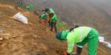 El Agustino: plantan 500 árboles en los cerros para evitar deslizamientos de rocas y tierra
