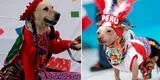 Tacna: promueven concurso canino sobre trajes típicos y el perro más glotón