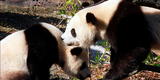 ¡Al fin salvos! China elimina al oso panda de la lista de animales en peligro de extinción