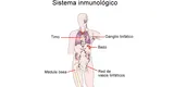 ¿Qué es el Sistema Inmunológico y qué órganos lo conforman?