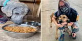 Un perrito fue rescatado y adoptado para ir a vivir en EE.UU.: "El cambio es increíble" [VIDEO]