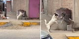 Perritos protagonizan una peculiar escena en medio de la calle y causan sensación en TikTok [VIDEO]
