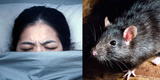 ¿Qué significa soñar con ratas muertas y vivas?