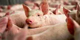 Alemania detecta el primer caso de peste porcina africana en criadero de cerdos