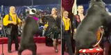 Oso ataca a su entrenadora en plena función de circo y aterrador momento impacta las redes [VIDEO]