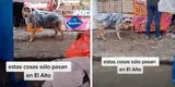Joven coloca una bolsa a su perrito para protegerlo de la lluvia y curiosa escena se vuelve viral [VIDEO]
