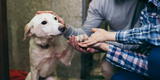 Día Mundial del perro: los beneficios que trae a tu vida adoptar a una mascota