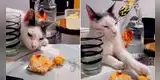 Gatito finge estar dormido para 'robarle' un pedazo de milanesa a su dueño