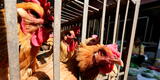 India reporta la primera muerte por gripe aviar H5N1: se trata de un niño de 11 años