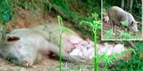 Cerda embarazada condenada al sacrificio escapa de matadero y da a luz 10 cerditos en el bosque
