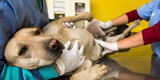 ¡A crear conciencia! Ejecutivo oficializa la esterilización de mascotas como política de salud pública