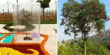 Parque del Bicentenario: crece el primer árbol de la quina en Lima [VIDEO]