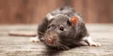 ¿Cuáles son las diferencias de la infección por tocar una rata muerta con el COVID-19?