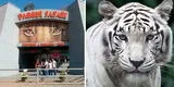 Conmoción en Chile: muere joven trabajadora de un zoológico tras ser atacada por un tigre