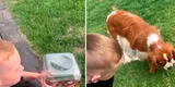 Niño libera a una mariposa, pero todo termina mal por culpa de su perrito [VIDEO]