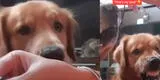 TikTok viral: perro tiene singular reacción cuando ve que su amo le da comida a otro can