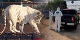 Pánico en Chile: tigre en cautiverio escapó de su jaula y mató a una joven [VIDEO]