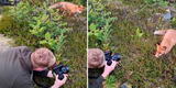 TikTok viral: zorro llama la atención de un fotógrafo por ‘posar’ de una singular manera en medio bosque