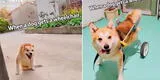 Perrito recibe una silla de ruedas de regalo y su tierna reacción conmueve a miles en TikTok [VIDEO]