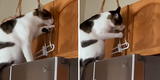 Joven pone seguro a sus cajones al descubrir que su gatito le robaba la comida [VIDEO]