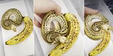 Descubre serpiente con aspecto similar a un plátano y deja impactados a miles en Facebook [VIDEO]