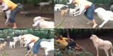TikTok viral: Cabra se molesta con un ‘desconocido’ que jugaba con su cría y todo termina mal [VIDEO]