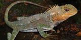 Sernanp: nueva especie de lagartija para la ciencia es descubierta en Tingo María