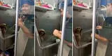 Veterinario es captado 'bailando' salsa con un perrito mientras le da un baño [VIDEO]