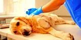 10 razones para esterilizar a tu perro que benefician su salud
