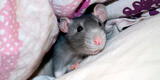 ¿Qué significa soñar con ratones que se suben a mi cama? ¿Cómo lo interpreto?