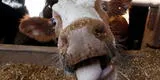 Brasil reporta dos casos del 'mal de la vaca loca' y suspende la exportación de carne
