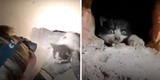 Rescatistas salvan a unos gatitos que estaban atrapados en una chimenea [VIDEO]
