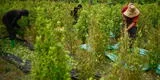 Estados Unidos califica a Perú como "estado de producción de drogas" junto a Colombia y Bolivia