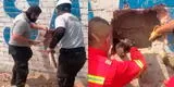 SJL: PNP y bomberos rescatan a perrito atrapado entre dos muros [VIDEO]
