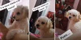 Llama a su madre para que regañe a su perrita, pero esta tiene inesperada reacción