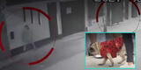 SMP: Perro pug hizo correr a ladrones que intentaron ingresar a una vivienda [VIDEO]