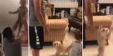 TikTok viral: perrito observa que su dueño está cargando a su bebé y sorprende con singular reacción