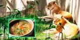 Leones y tigres con COVID-19 rechazan carne y ahora probarán dietas para un paciente humano